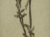 zr34